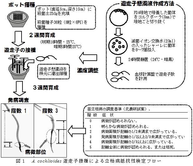 図1 A. cochlioides遊走子接種による立枯病抵抗性検定フロー