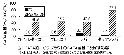図1 GABA施用がスプラウトのGABA含量に及ぼす影響
