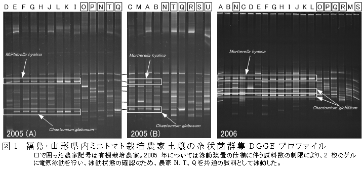 図1 福島・山形県内ミニトマト栽培農家土壌の糸状菌群集DGGEプロファイル