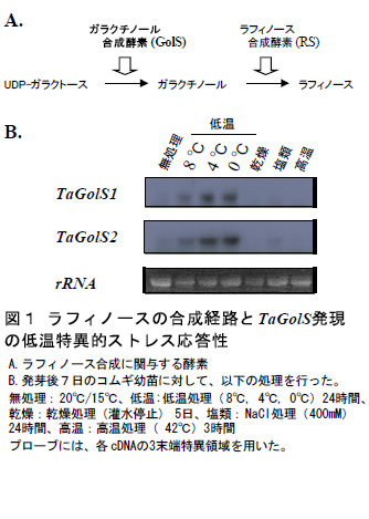 図1 ラフィノースの合成経路と TaGolS発現の低温特異的ストレス応答性