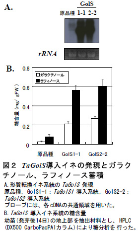 図2 TaGolS導入イネの発現とガラクチノール、ラフィノース蓄積