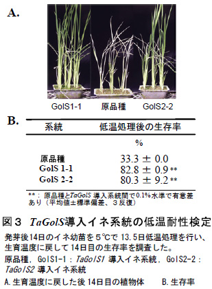 図3 TaGolS導入イネ系統の低温耐性検定