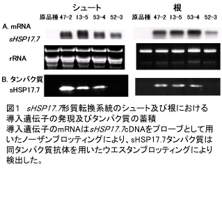 図1 sHSP17.7形質転換系統のシュート及び根における導入遺伝子の発現及びタンパク質の蓄積