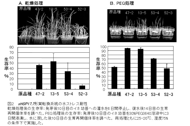 図2 sHSP17.7形質転換系統の水ストレス耐性