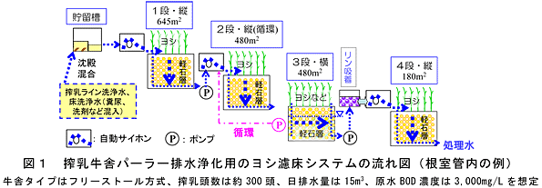 図1 搾乳牛舎パーラー排水浄化用のヨシ濾床システムの流れ図(根室管内の例) 牛舎タイプはフリーストール方式、搾乳頭数は約300頭、日排水量は15m3、原水BOD濃度は3,000mg/Lを想定