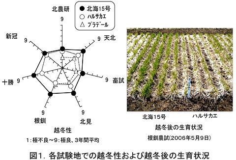 図1.各試験地での越冬性および越冬後の生育状況