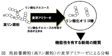 図 馬鈴薯澱粉(高リン澱粉)の麦芽アミラーゼによる分解