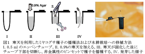 図1 寒天を利用したミヤコグサ種子の播種法および水耕栽培への移植方法 I. 0.5 mlのエッペンチューブ, II. 0.9%の寒天を加える, III. 寒天が固化した後にチューブ下部を切断し、非金属性のピンセットで種子を播種する, IV. 発芽した様子