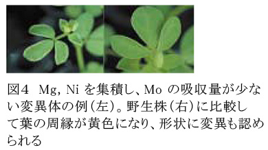 図4 Mg,Niを集積し、Moの吸収量が少ない変異体の例(左)。野生株(右)に比較して葉の周縁が黄色になり、形状に変異も認められる