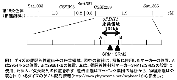 図1 ダイズの難裂莢性遺伝子の座乗領域.図中の縦線は、解析に使用したマーカーの位置、Aは29547kbの位置、Bは29681kbの位置、▲は、難裂莢性判別マーカーSRM1とSRM2の設計に使用した挿入/欠失配列の位置を示す.遺伝距離はマッピング集団の解析から、物理距離は公表されているダイズのゲノム配列情報(http://www. phytozome.net/soybean)から算出した.