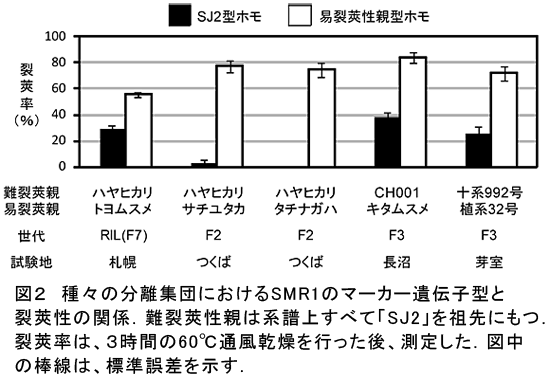 図2 種々の分離集団におけるSMR1のマーカー遺伝子型と裂莢性の関係.難裂莢性親は系譜上すべて「SJ2」を祖先にもつ.裂莢率は、3時間の60°C通風乾燥を行った後、測定した.図中の棒線は、標準誤差を示す.