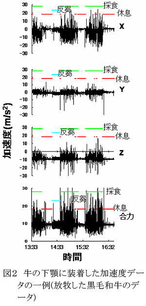 図2 牛の下顎に装着した加速度データの一例(放牧した黒毛和牛のデータ)