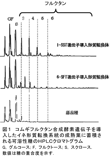 図1 コムギフルクタン合成酵素遺伝子を導入したイネ形質転換系統の成熟葉に蓄積される可溶性糖のHPLCクロマトグラム G, グルコース; F, フルクトース; S, スクロース. 数値は糖の重合度を示す.
