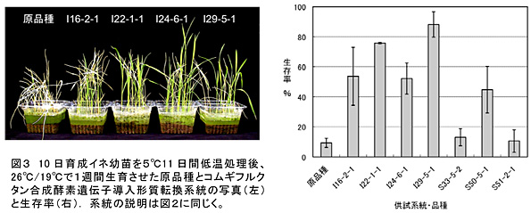 図3 10日育成イネ幼苗を5°C11日間低温処理後、26°C/19°Cで1週間生育させた原品種とコムギフルクタン合成酵素遺伝子導入形質転換系統の写真(左)と生存率(右). 系統の説明は図2に同じく。
