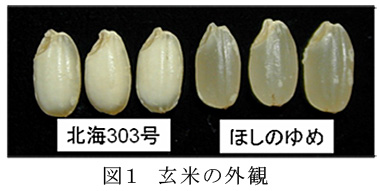 図1 玄米の外観