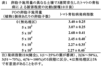 表1 卵胞子施用量の異なる土壌で3週間育生したトマトの青枯病による被害程度の比較(接種10日後)
