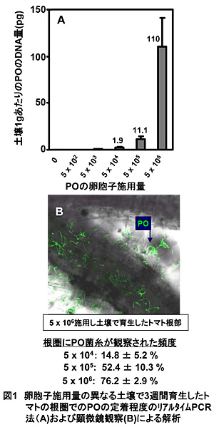 図1 卵胞子施用量の異なる土壌で3週間育生したトマトの根圏でのPOの定着程度のリアルタイムPCR法(A)および顕微鏡観察(B)による解析
