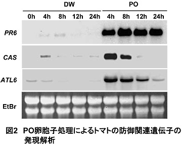 図2 PO卵胞子処理によるトマトの防御関連遺伝子の発現解析