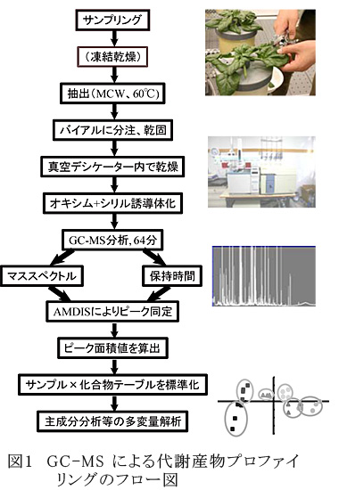 図1 GC-MSによる代謝産物プロファイリングのフロー図