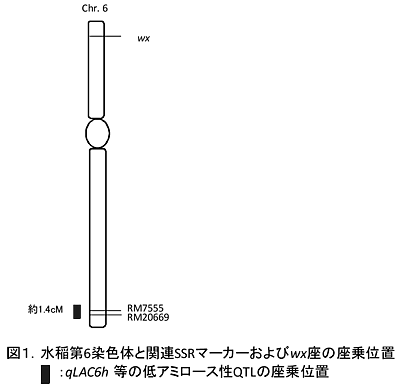 図1.水稲第6染色体と関連SSRマーカーおよびwx座の座乗位置