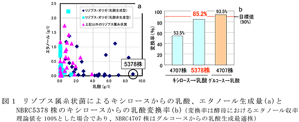図1 リゾプス属糸状菌によるキシロースからの乳酸、エタノール生成量(a)とNBRC5378株のキシロースからの乳酸変換率(b)(変換率は酵母におけるエタノール収率理論値を100%とした場合であり、NBRC4707株はグルコースからの乳酸生成最適株)