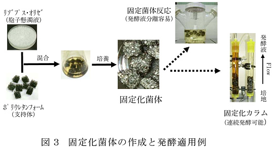 図3 固定化菌体の作成と発酵適用例