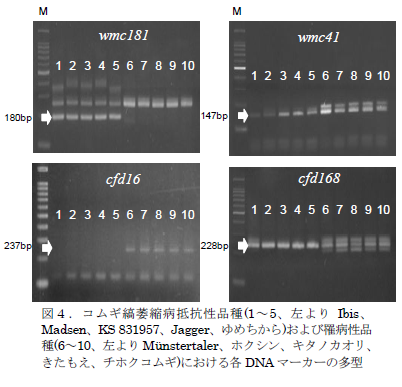 図4.コムギ縞萎縮病抵抗性品種(1～5、左よりIbis、Madsen、KS 831957、Jagger、ゆめちから)および罹病性品種(6～10、左よりMünstertaler、ホクシン、キタノカオリ、きたもえ、チホクコムギ)における各DNAマーカーの多型