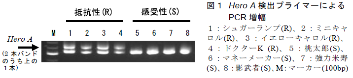 図1 Hero A検出プライマーによる PCR増幅 1:シュガーランプ(R)、2:ミニキャロル(R)、3:イエローキャロル(R)、4:ドクターK (R)、5:桃太郎(S)、6:マネーメーカー(S)、7:強力米寿(S)、8:影武者(S)、M:マーカー(100bp)
