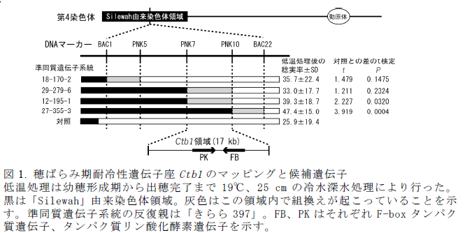 図1. 穂ばらみ期耐冷性遺伝子座Ctb1のマッピングと候補遺伝子 低温処理は幼穂形成期から出穂完了まで19°C、25 cmの冷水深水処理により行った。黒は「Silewah」由来染色体領域。灰色はこの領域内で組換えが起こっていることを示す。準同質遺伝子系統の反復親は「きらら397」。FB、PKはそれぞれF-boxタンパク質遺伝子、タンパク質リン酸化酵素遺伝子を示す。