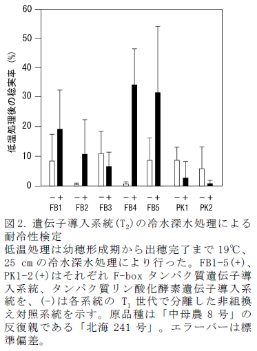 図2. 遺伝子導入系統(T2)の冷水深水処理による耐冷性検定 低温処理は幼穂形成期から出穂完了まで19°C、25 cmの冷水深水処理により行った。FB1-5(+)、PK1-2(+)はそれぞれF-boxタンパク質遺伝子導入系統、タンパク質リン酸化酵素遺伝子導入系統を、(-)は各系統のT1世代で分離した非組換え対照系統を示す。原品種は「中母農8号」の反復親である「北海241号」。エラーバーは標準偏差。