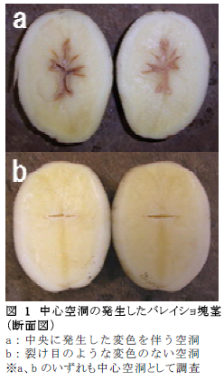 図1 中心空洞の発生したバレイショ塊茎 (断面図)