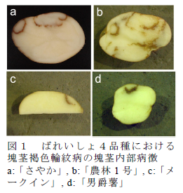 図1 ばれいしょ4 品種における 塊茎褐色輪紋病の塊茎内部病徴 a:「さやか」, b:「農林1 号」, c:「メ ークイン」, d:「男爵薯」