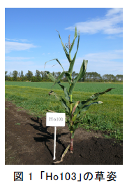 図1 「Ho103」の草姿