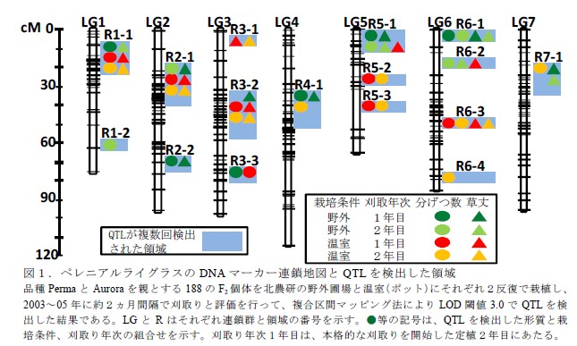 図1.ペレニアルライグラスのDNA マーカー連鎖地図とQTL を検出した領域