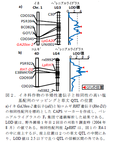 図2.イネ科作物の半矮性遺伝子と相同性の高い塩 基配列のマッピングと草丈QTL の位置