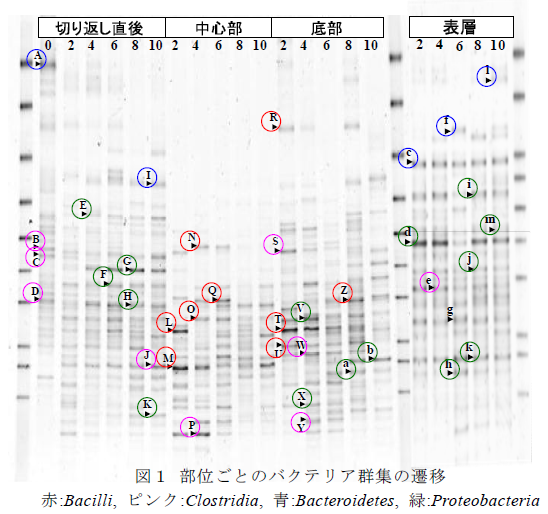 図1 部位ごとのバクテリア群集の遷移 赤:Bacilli, ピンク:Clostridia, 青:Bacteroidetes, 緑:Proteobacteria