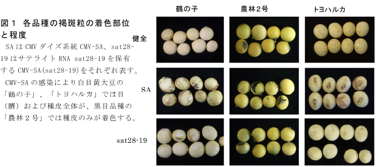 図1 各品種の褐斑粒の着色部位 と程度
