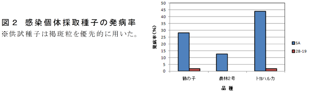 図2 感染個体採取種子の発病率 ※供試種子は褐斑粒を優先的に用いた。