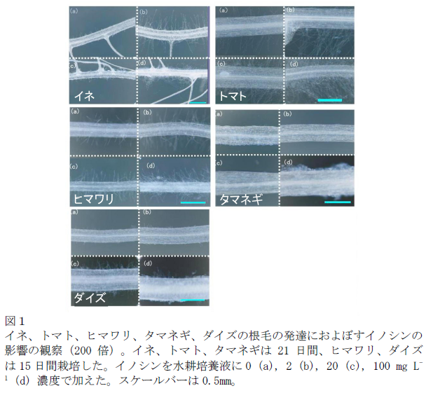 図1 イネ、トマト、ヒマワリ、タマネギ、ダイズの根毛の発達におよぼすイノシンの影響の観察(200倍)。イネ、トマト、タマネギは21日間、ヒマワリ、ダイズは15日間栽培した。イノシンを水耕培養液に0 (a), 2 (b), 20 (c), 100 mg L-1 (d) 濃度で加えた。スケールバーは0.5mm。