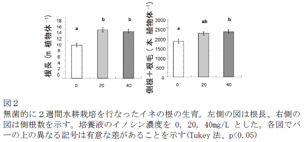 図2 無菌的に2週間水耕栽培を行なったイネの根の生育。左側の図は根長、右側の図は側根数を示す。培養液のイノシン濃度を0, 20, 40mg/Lとした。各図でバーの上の異なる記号は有意な差があることを示す(Tukey法、p<0.05)