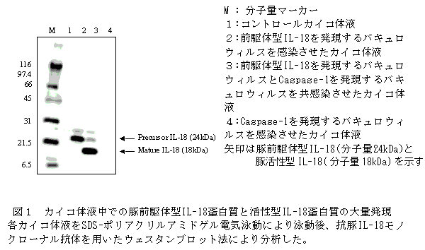 図1 カイコ体液中での豚前駆体型IL-18蛋白質と活性型IL-18蛋白質の大量発現