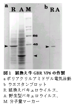 図1 組換え牛GBR VP6 の作製