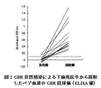 図2 GBR 自然感染による下痢発症牛から採取 a ポリアクリルアミドゲル電気泳動したペア血清のGBR抗体価