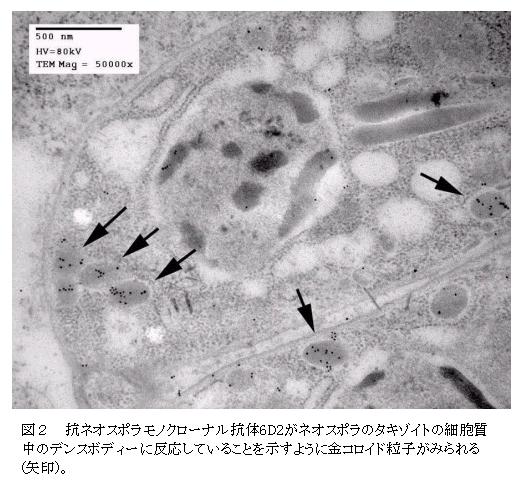 図2 抗ネオスポラモノクローナル抗体6D2がネオスポラのタキゾイトの細胞質 中のデンスボディーに反応していることを示すように金コロイド粒子がみられる