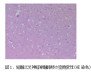 図1.延髄三叉神経脊髄路核の空胞変性