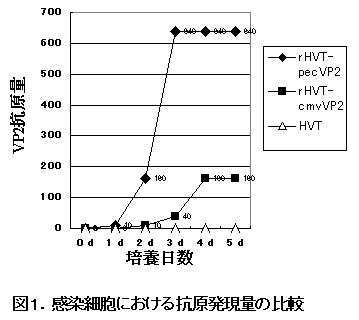 図1.感染細胞における抗原発現量の比較