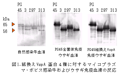 図1.組換えVspA 蛋白4 種に対するマイコプラズ マ・ボビス感染牛およびウサギ免疫血清の反応