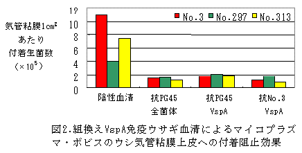 図2.組換えVspA免疫ウサギ血清によるマイコプラズ マ・ボビスのウシ気管粘膜上皮への付着阻止効果