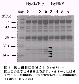 図1 昆虫細胞に蓄積されるreIFNγ