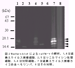 図2 Western blot によるreIFNγの解析